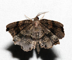 Cepphis decoloraria
