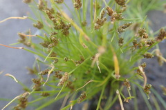 Isolepis ludwigii