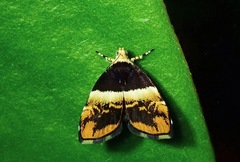 Choreutis xanthogramma