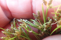 Isolepis ludwigii