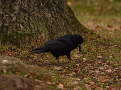 Corvus frugilegus