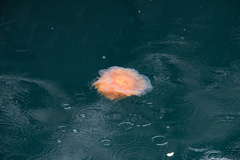 Cyanea capillata