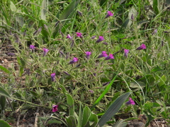Petunia integrifolia