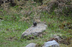 Scytalopus magellanicus