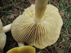 Tricholoma fumosoluteum