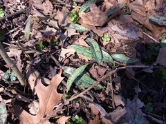 Erythronium americanum