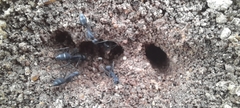 Camponotus