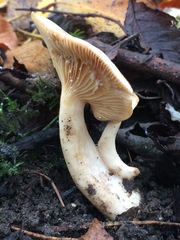 Lactarius pyrogalus
