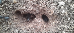 Camponotus