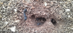 Camponotus