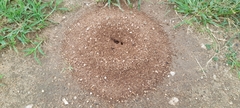 Camponotus
