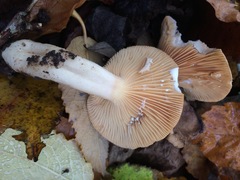 Lactarius pyrogalus