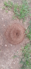 Camponotus