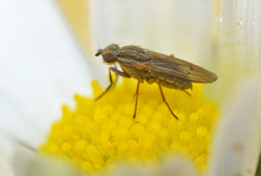 Pherbellia cinerella