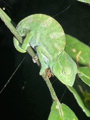 Trioceros deremensis