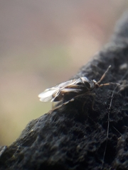 Deraeocoris lutescens