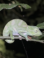 Trioceros deremensis