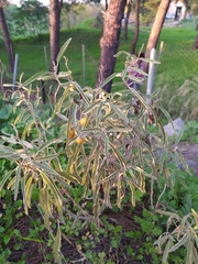 Solanum elaeagnifolium