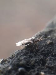 Deraeocoris lutescens