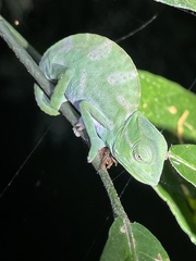 Trioceros deremensis