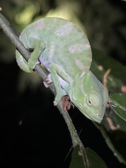 Trioceros deremensis