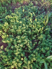 Galium