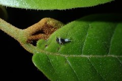 Graphium agamemnon