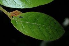 Graphium agamemnon