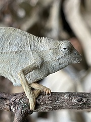 Rieppeleon brevicaudatus