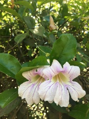 Bignonia callistegioides