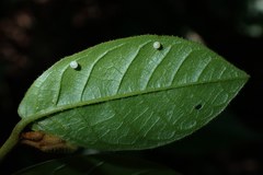 Graphium agamemnon