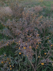 Solanum elaeagnifolium