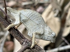 Rieppeleon brevicaudatus