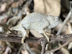 Rieppeleon brevicaudatus