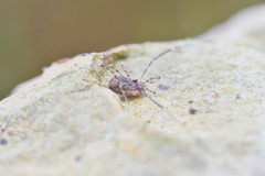Dasylobus