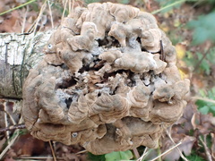 Hypocreaceae