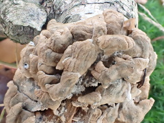 Hypocreaceae