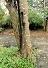 Pterospermum reticulatum