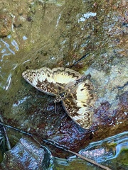 Euptera kinugnana