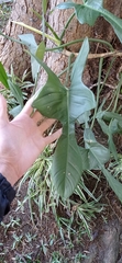 Philodendron bipennifolium