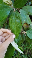 Miconia urbanii