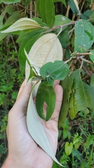 Miconia urbanii