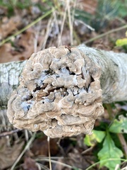 Hypocreaceae