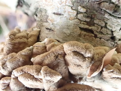 Hypocreaceae