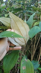 Miconia urbanii