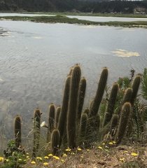 Trichocereus chiloensis litoralis