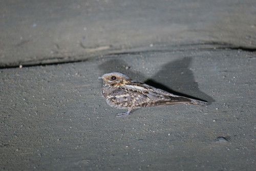Chotacabras cuellirrojo (Caprimulgus ruficollis)