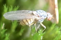 Pseudolyciella