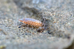 Chaetophiloscia cellaria