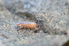 Chaetophiloscia cellaria